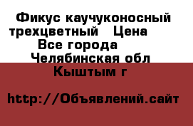 Фикус каучуконосный трехцветный › Цена ­ 500 - Все города  »    . Челябинская обл.,Кыштым г.